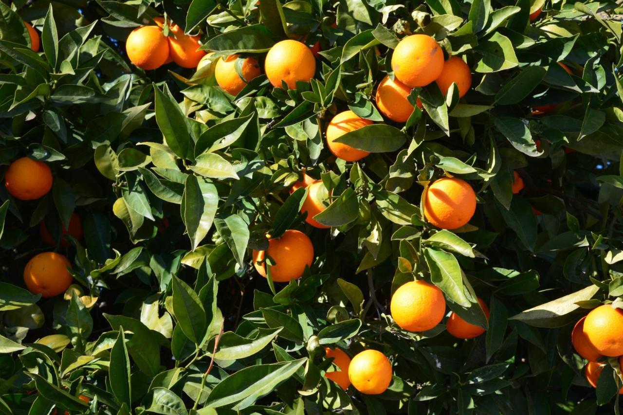 Вилла Finca Maroma Компета Экстерьер фото